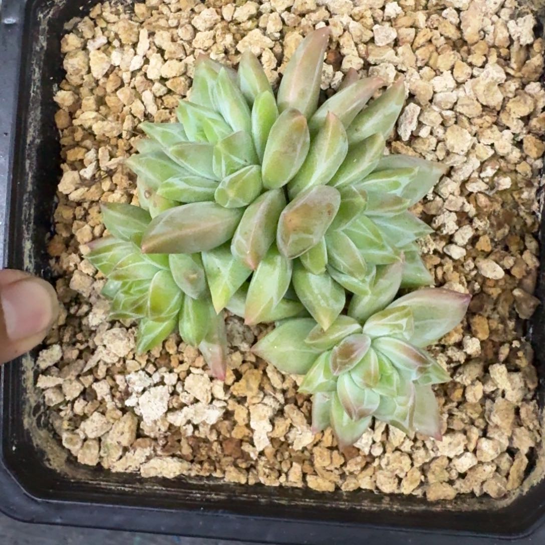 美人杂交 一物一拍