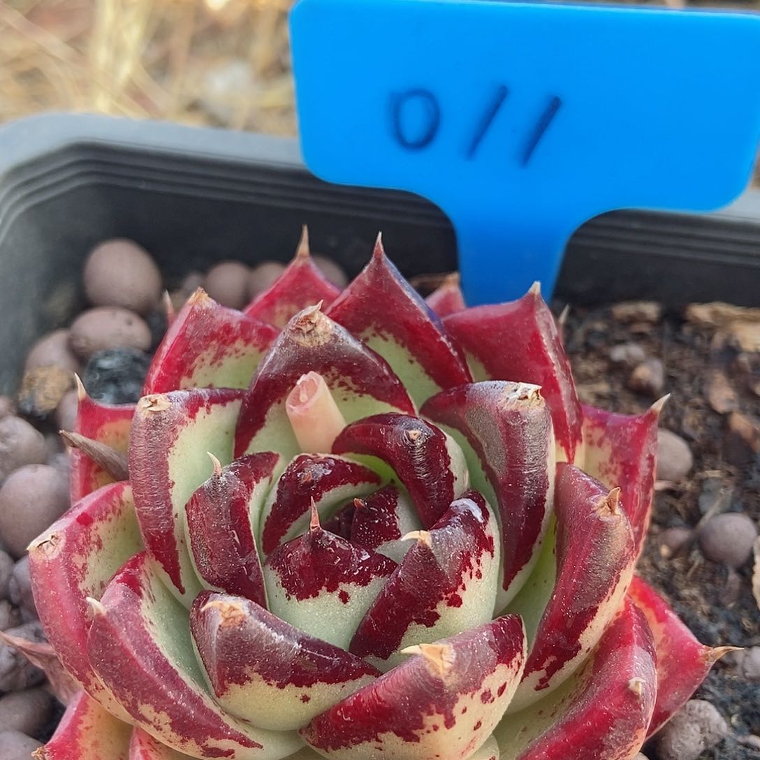 乌木一物一拍011