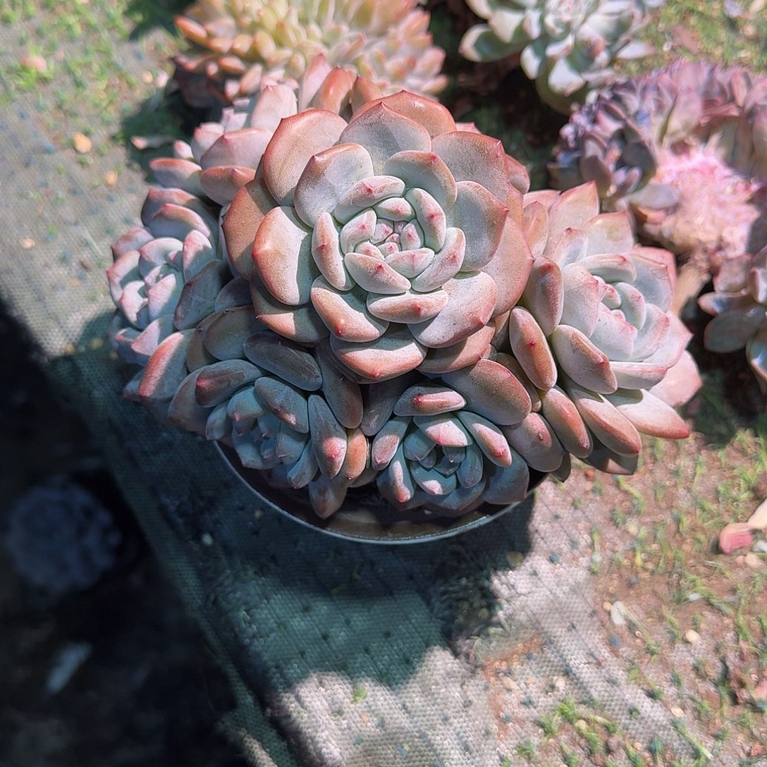 星影大胖子8头默认有砍