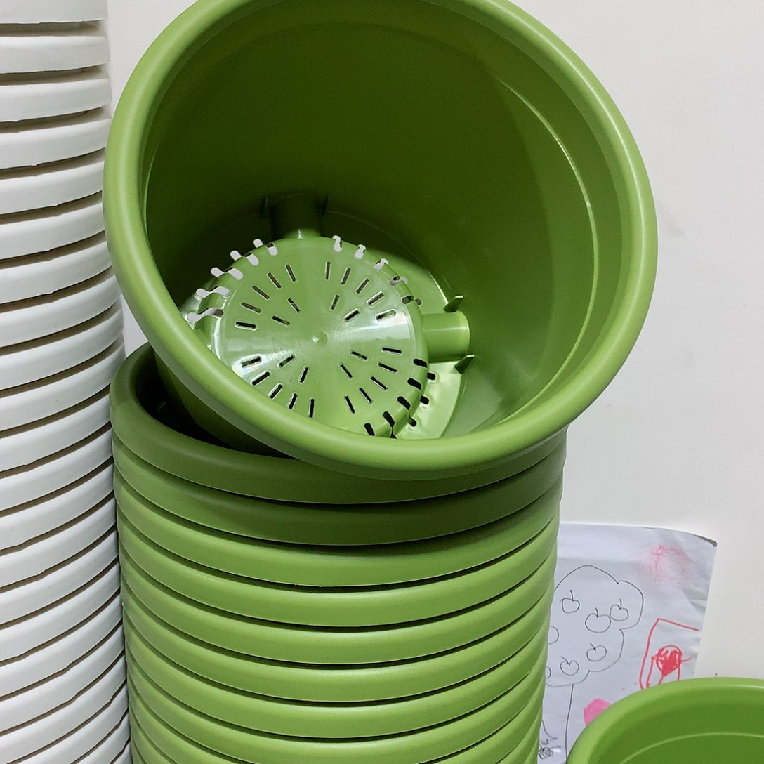 树脂四季口21果绿10个无托