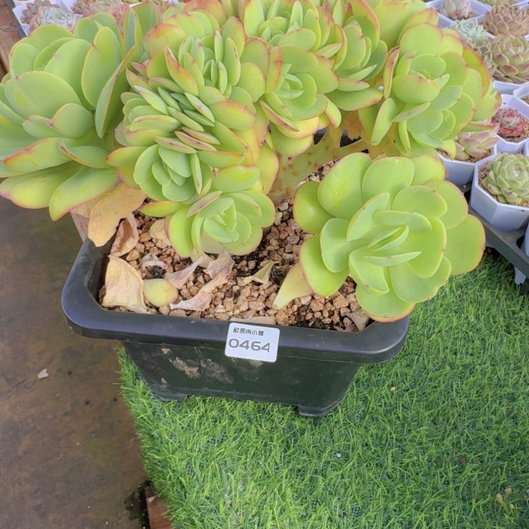 淡***风多肉植物碧桃大树0464