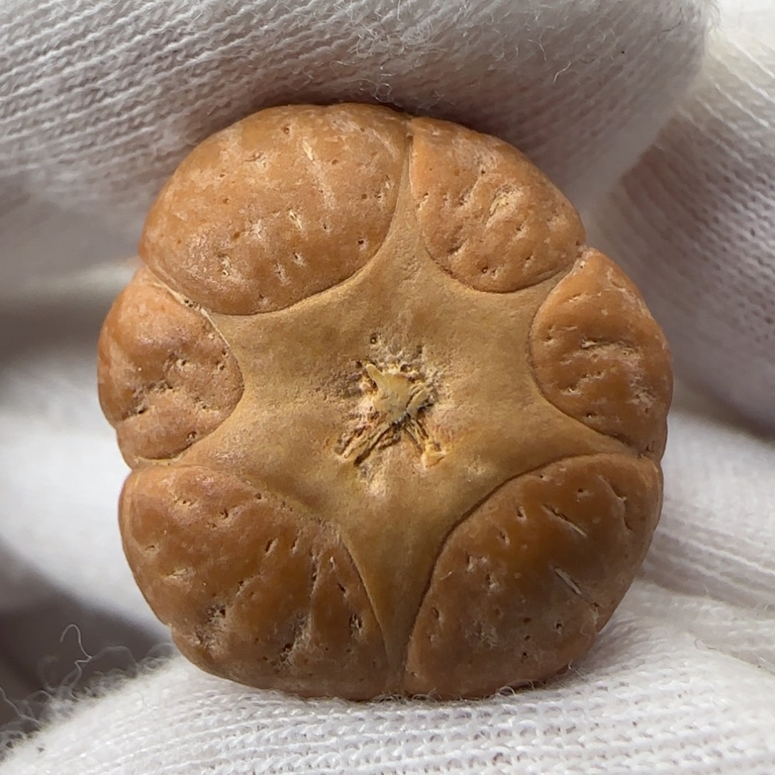 凤眼菩提吊坠凤眼菩提