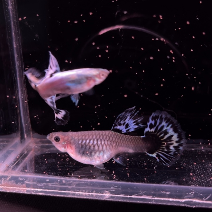 孔雀鱼半月尾豹纹1对