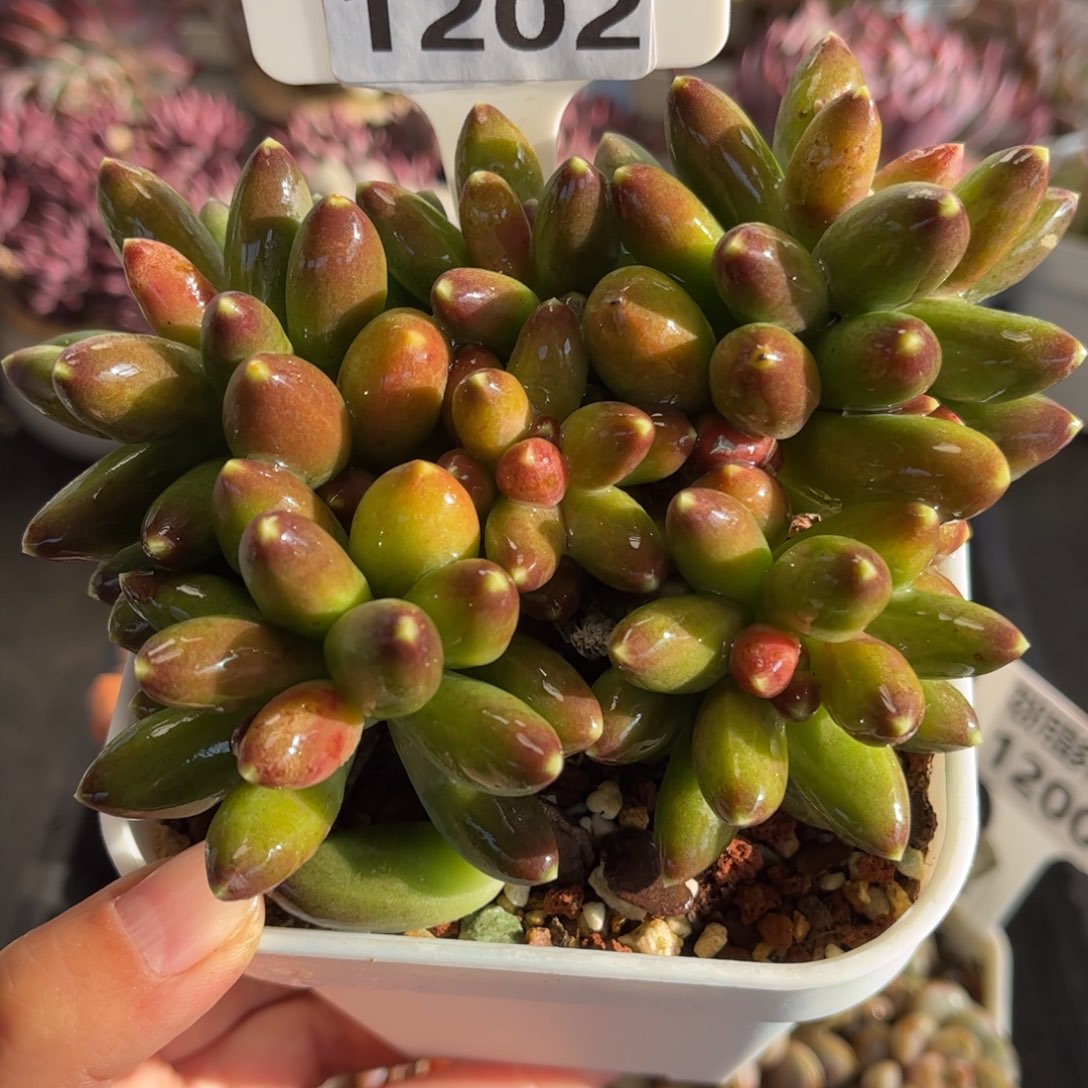 1202 天冷必拍保温箱