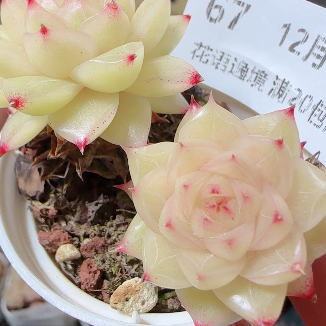 花语多肉1226-67散