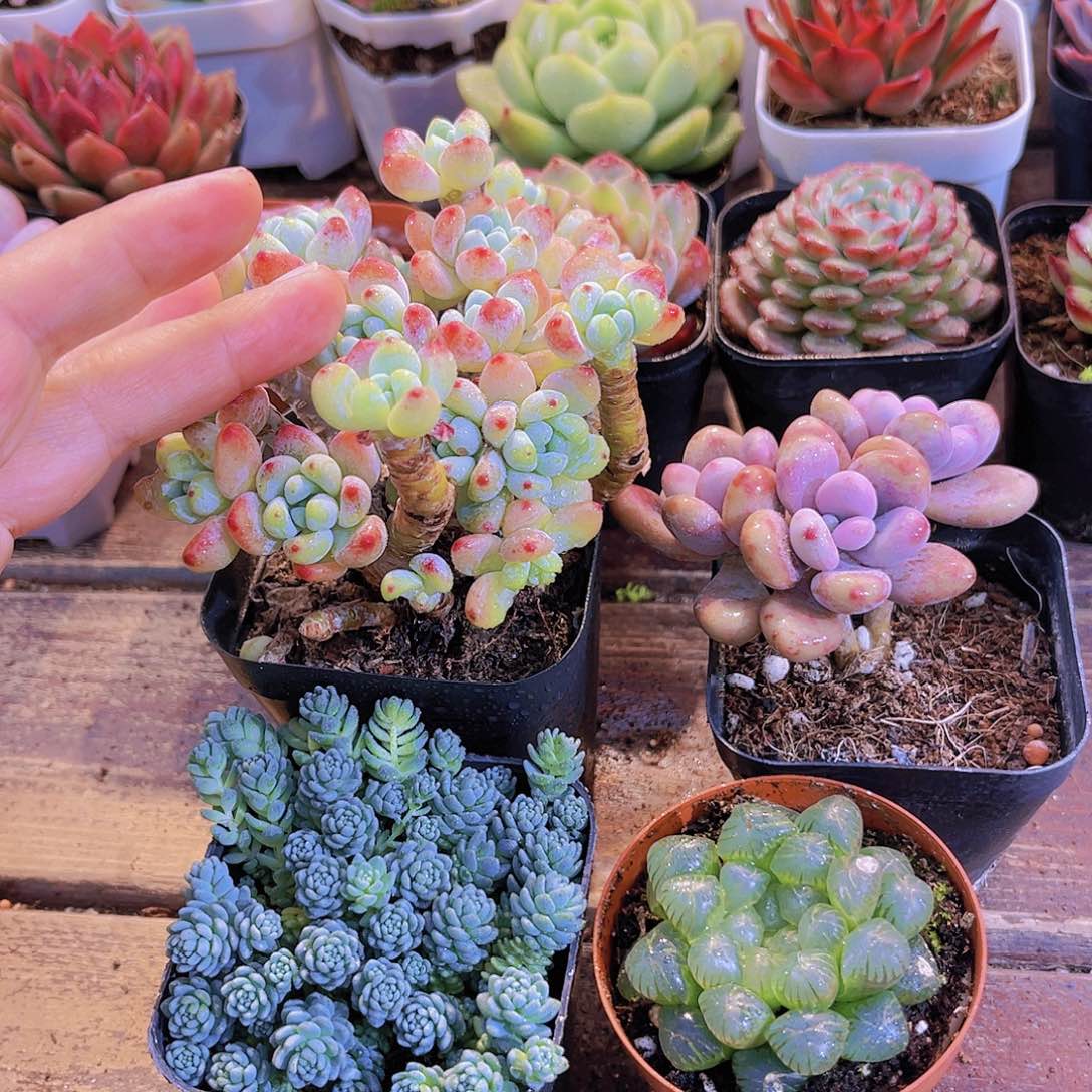 罗琦➕星美人➕桃蛋➕姬雨露