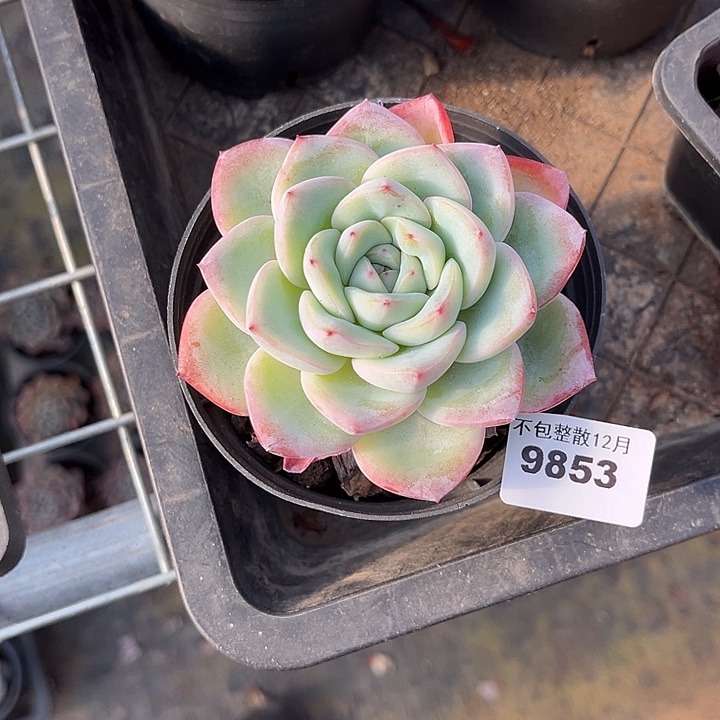 阿雅园艺。       9853泡芙