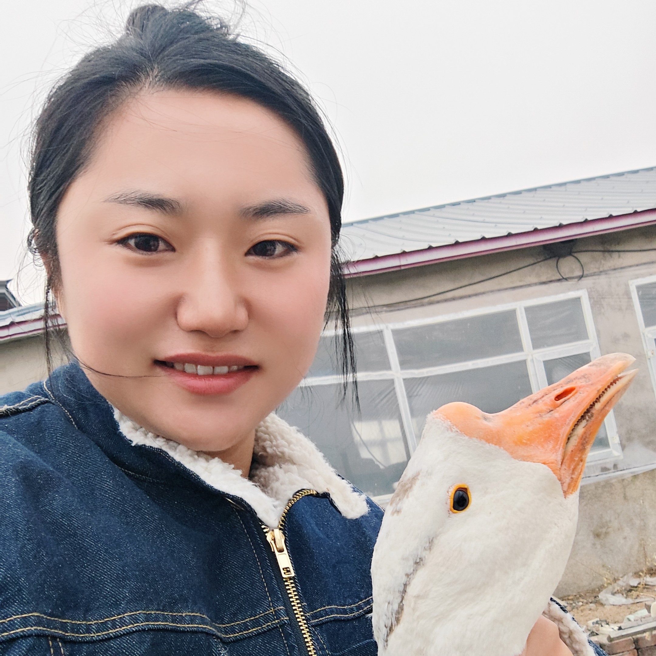 东北寒露 东北散养大鹅 铁锅炖大鹅 顺丰包邮