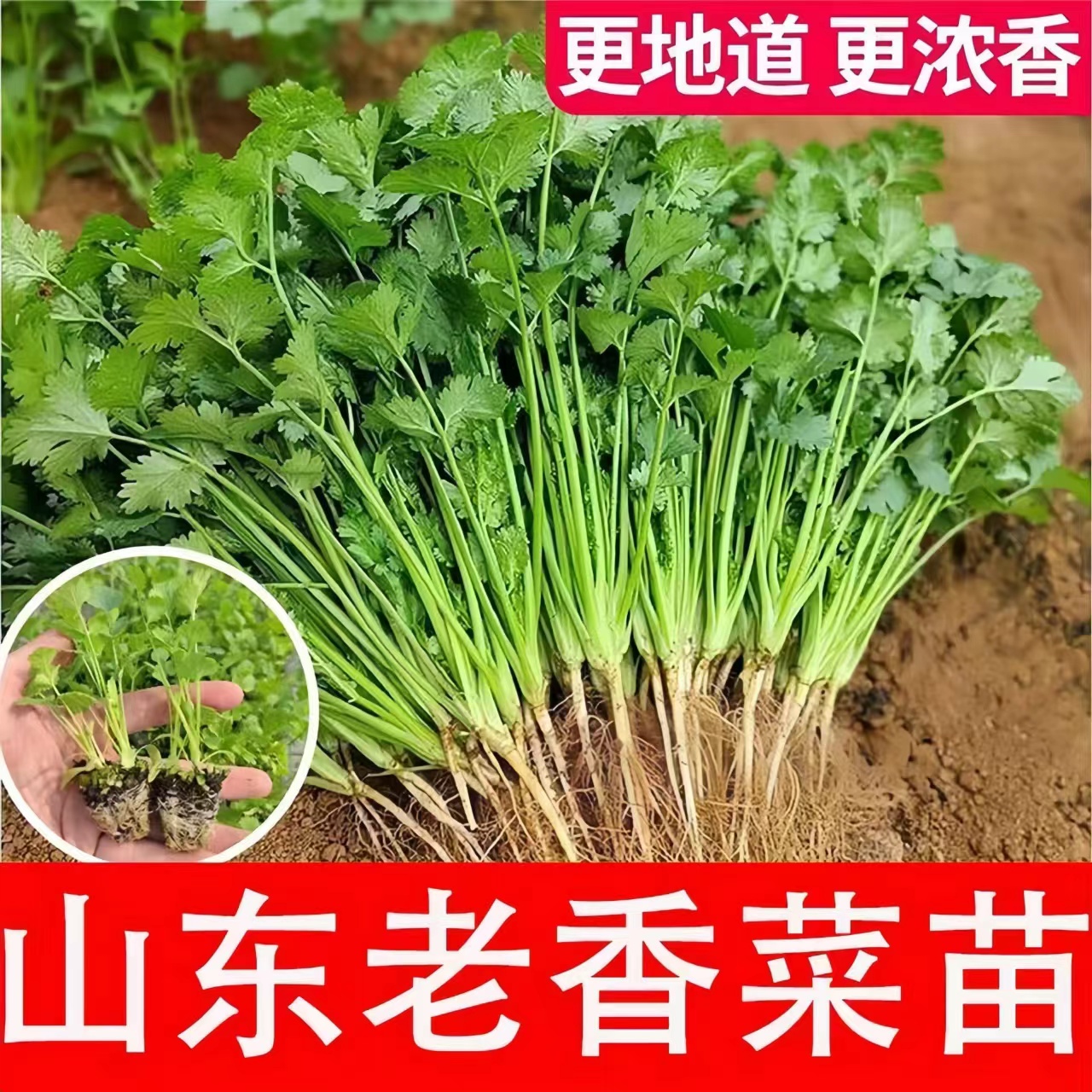 更浓香山东老香菜幼苗秧带土带根芫荽种子春秋四季阳台盆栽蔬菜籽