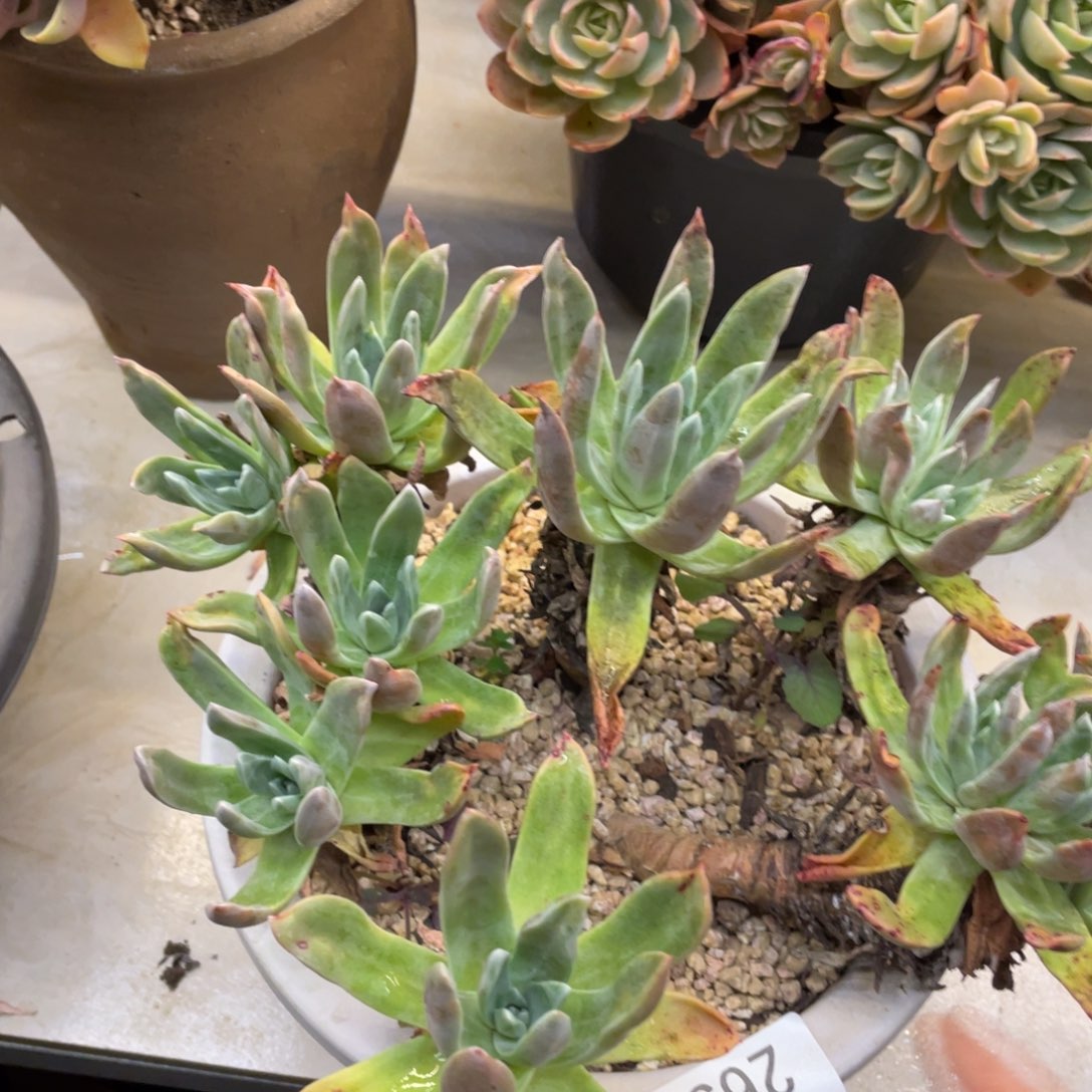 黑大帅多肉265苹果叶