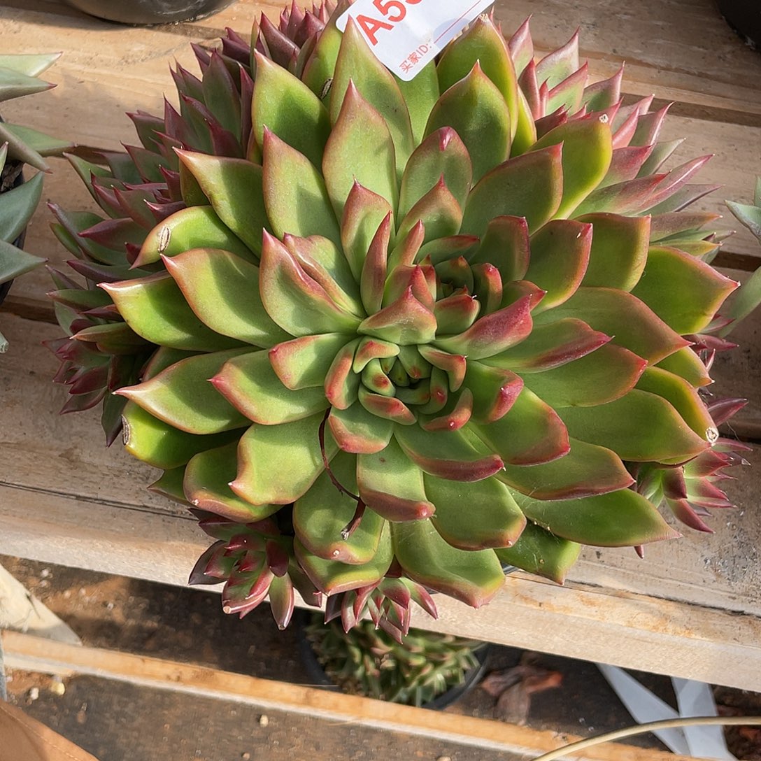若如东云组拍A538
