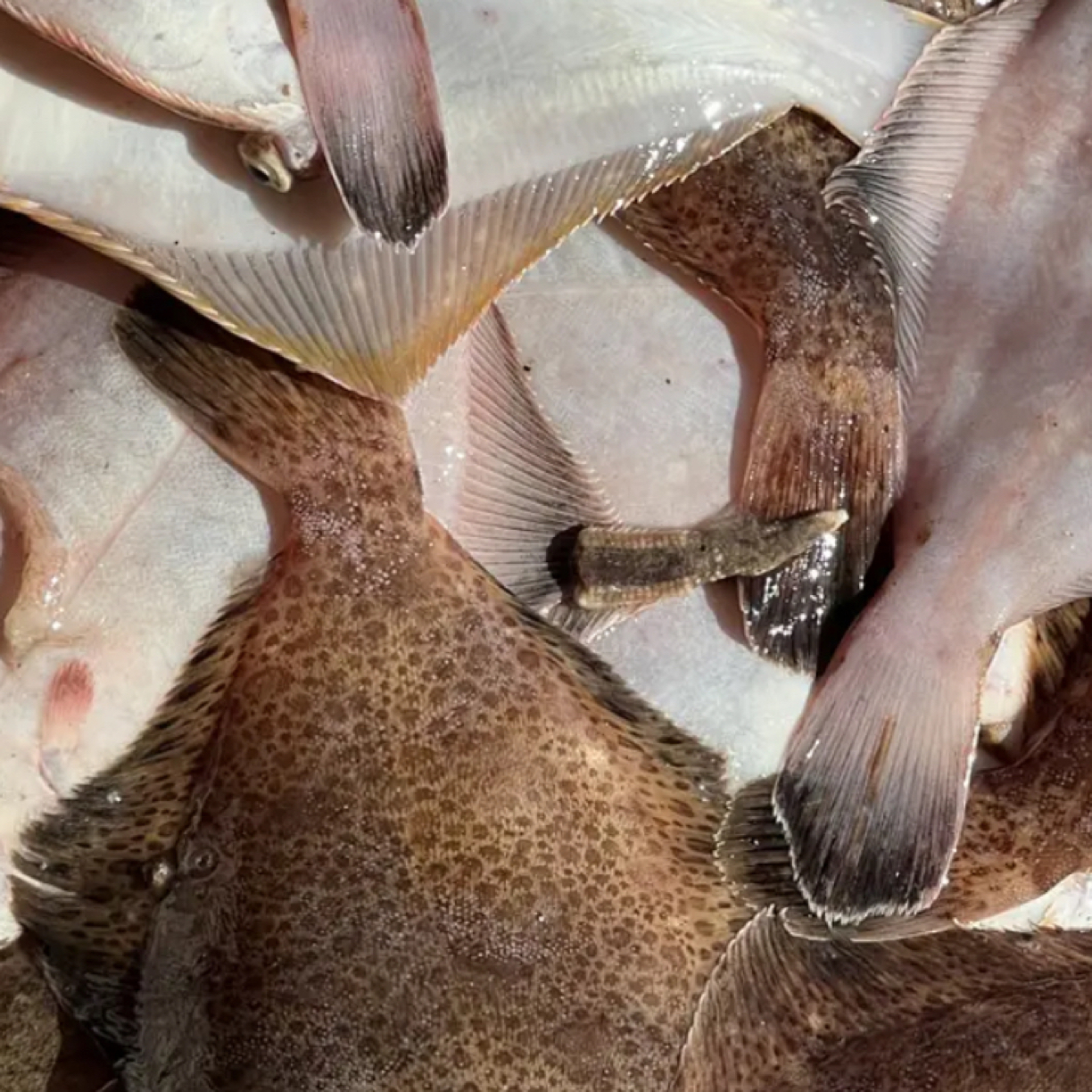 （中大号鼓眼鱼）青岛本地野生4斤顺丰/京东冷链包邮