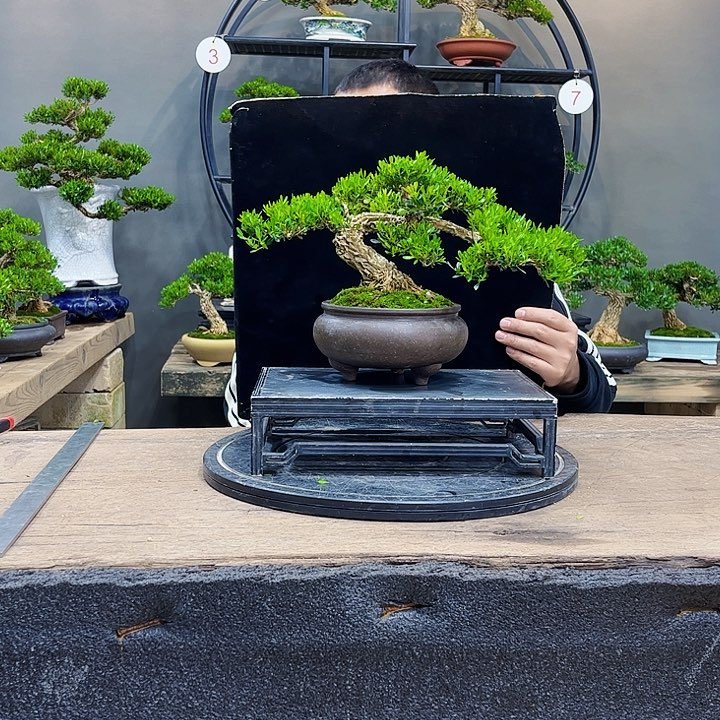 黄杨盆景黄杨盆景常青四季