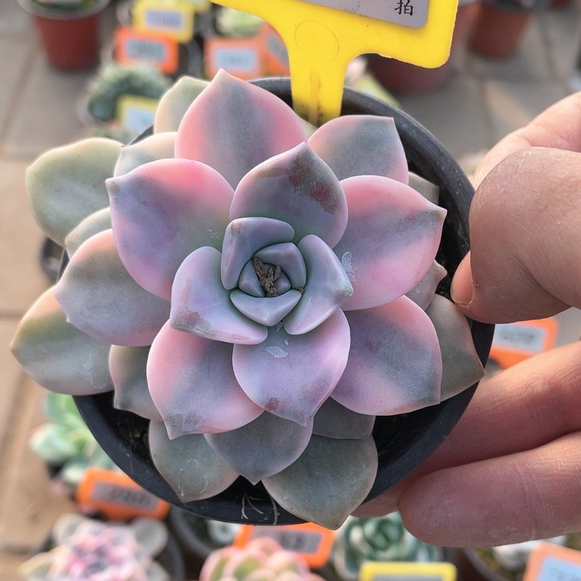 【闪购商品】838号