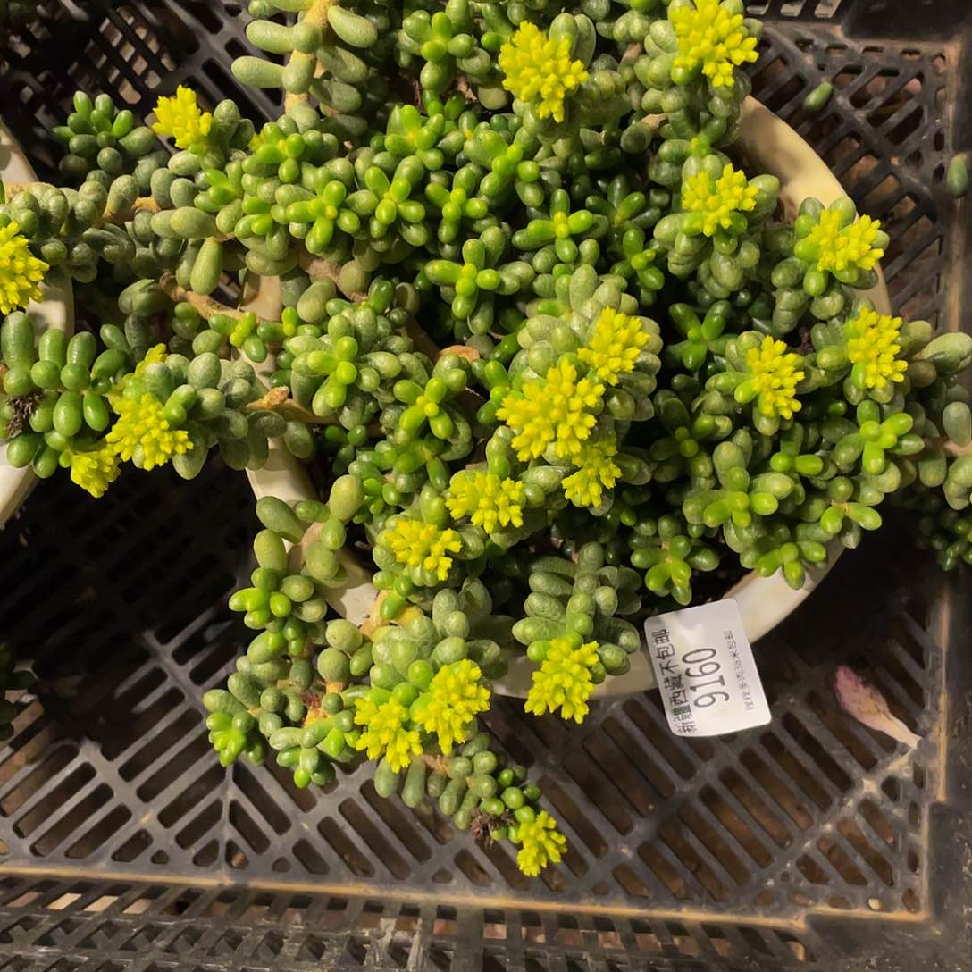 过**烟绿龟9160多肉