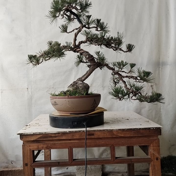 五针松老盆口老桩