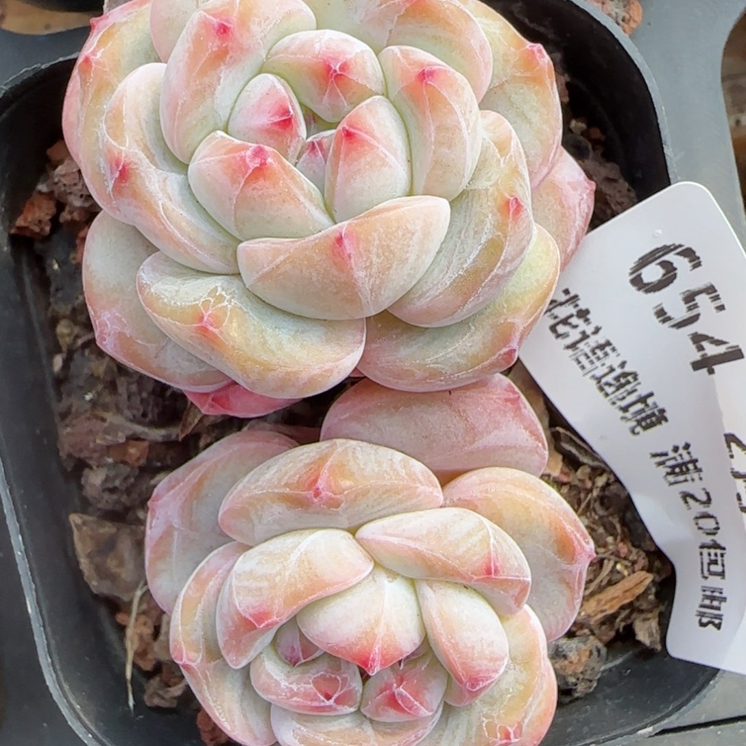 花语逸镜0206-654