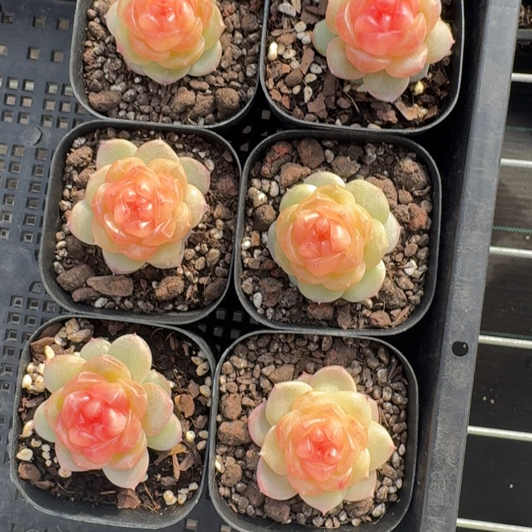 1212-120-追月单头一颗多肉