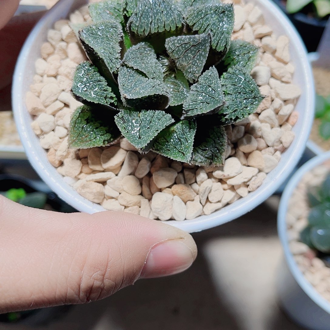 具味城带盆发货得