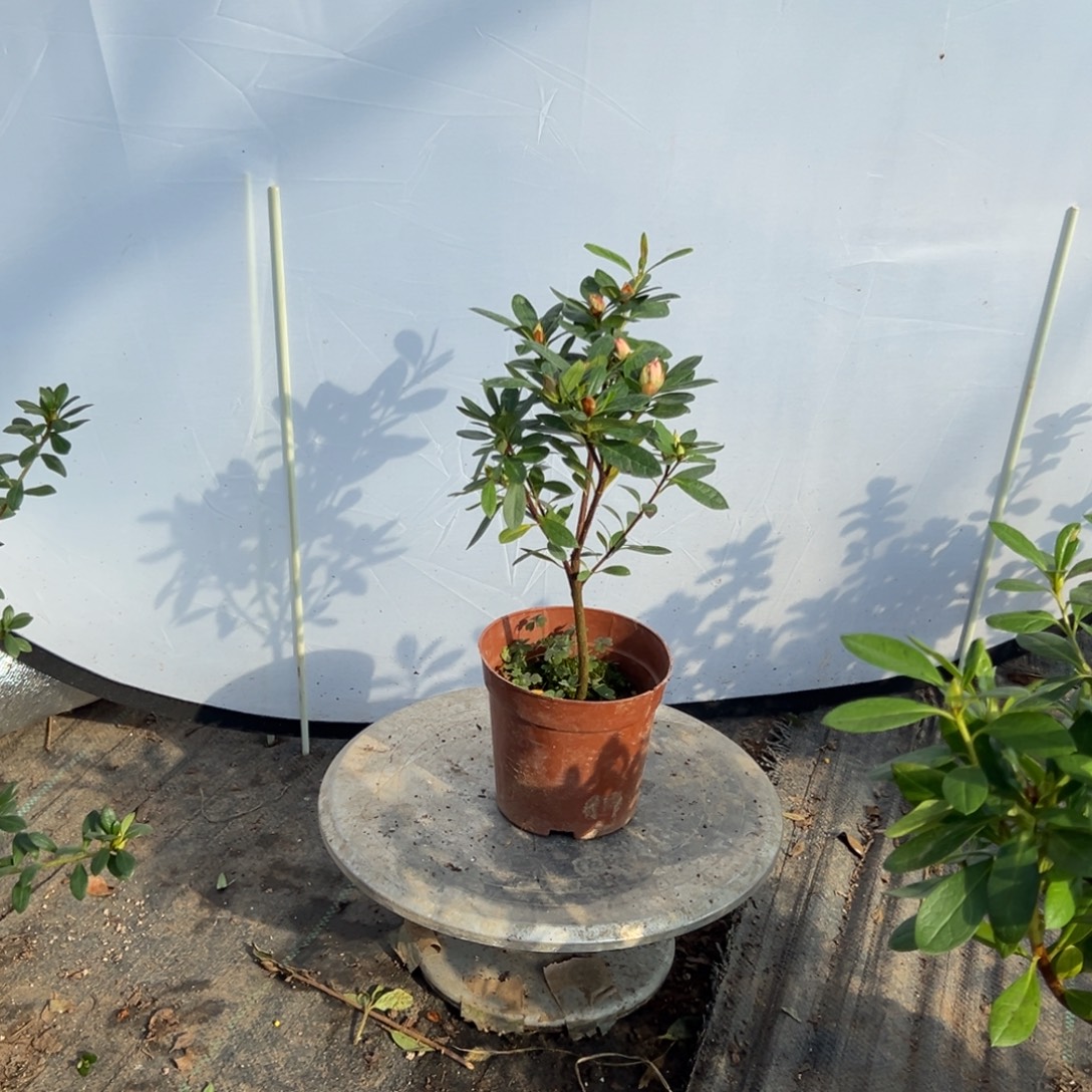 朵***锁完全开放桃梅锦杜鹃