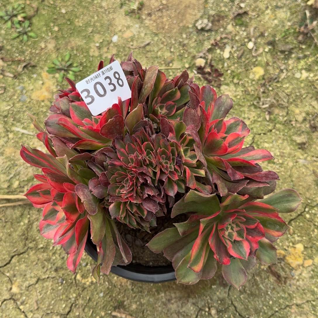 3038洛神缀多肉植物