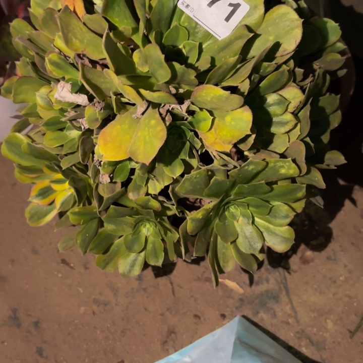 471红袖多肉植物不售后七彩