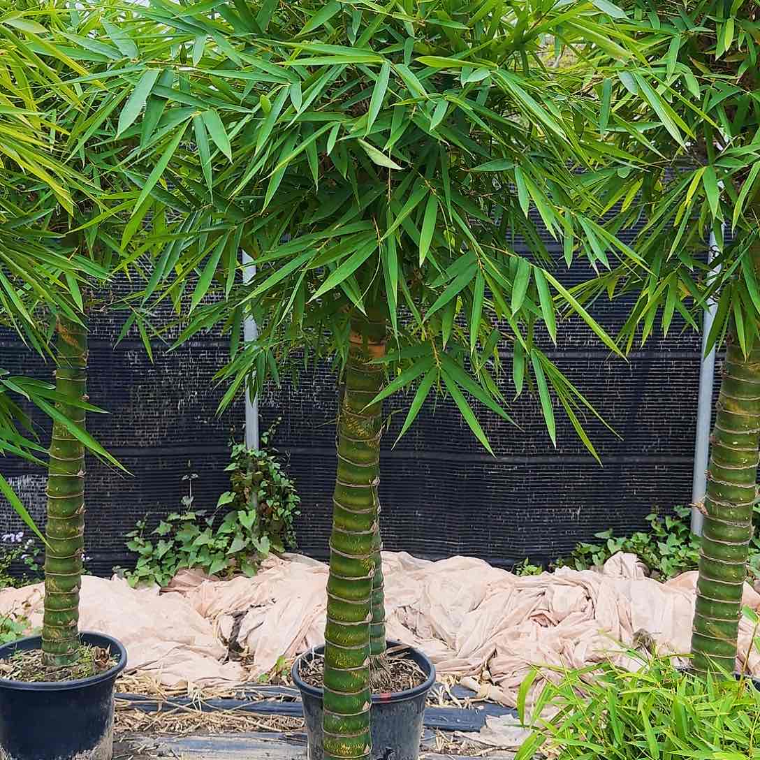 红陶佛肚竹8888888