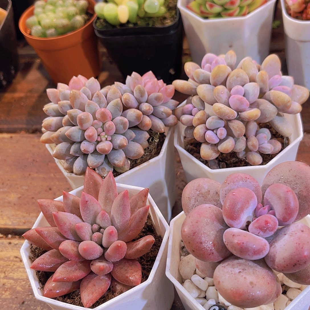 如图4盆11111111111111111111