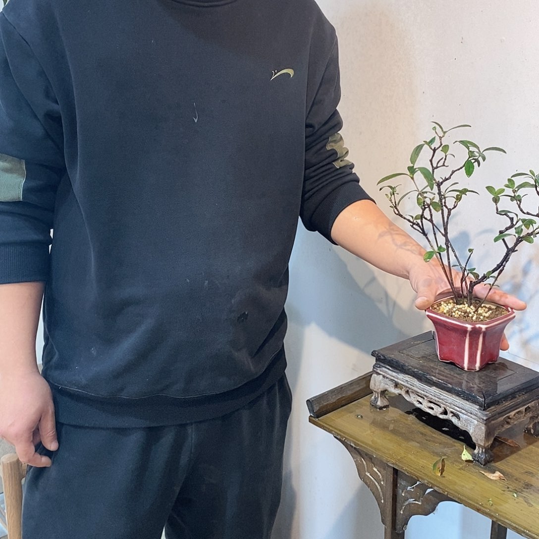 春花富*春花88888888