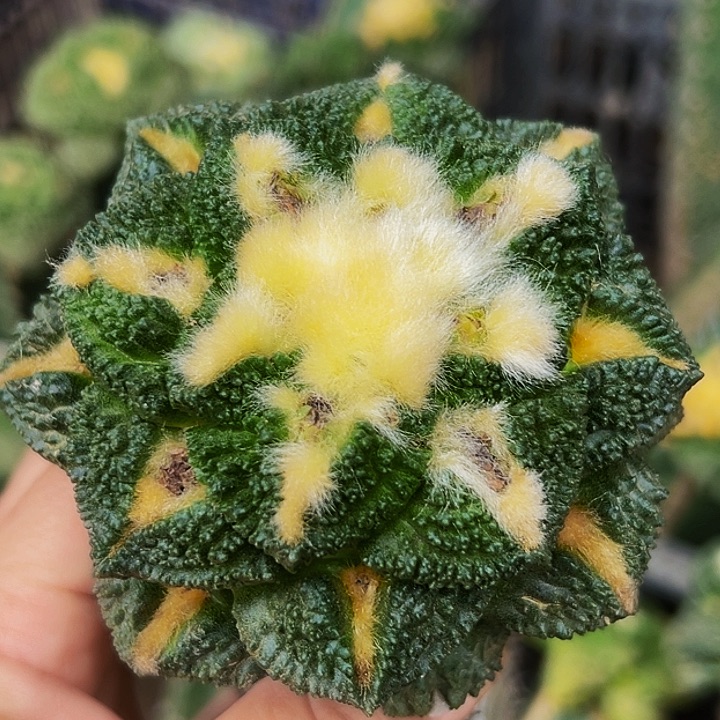 无花朵福利大尤深隔尤龟甲牡丹625