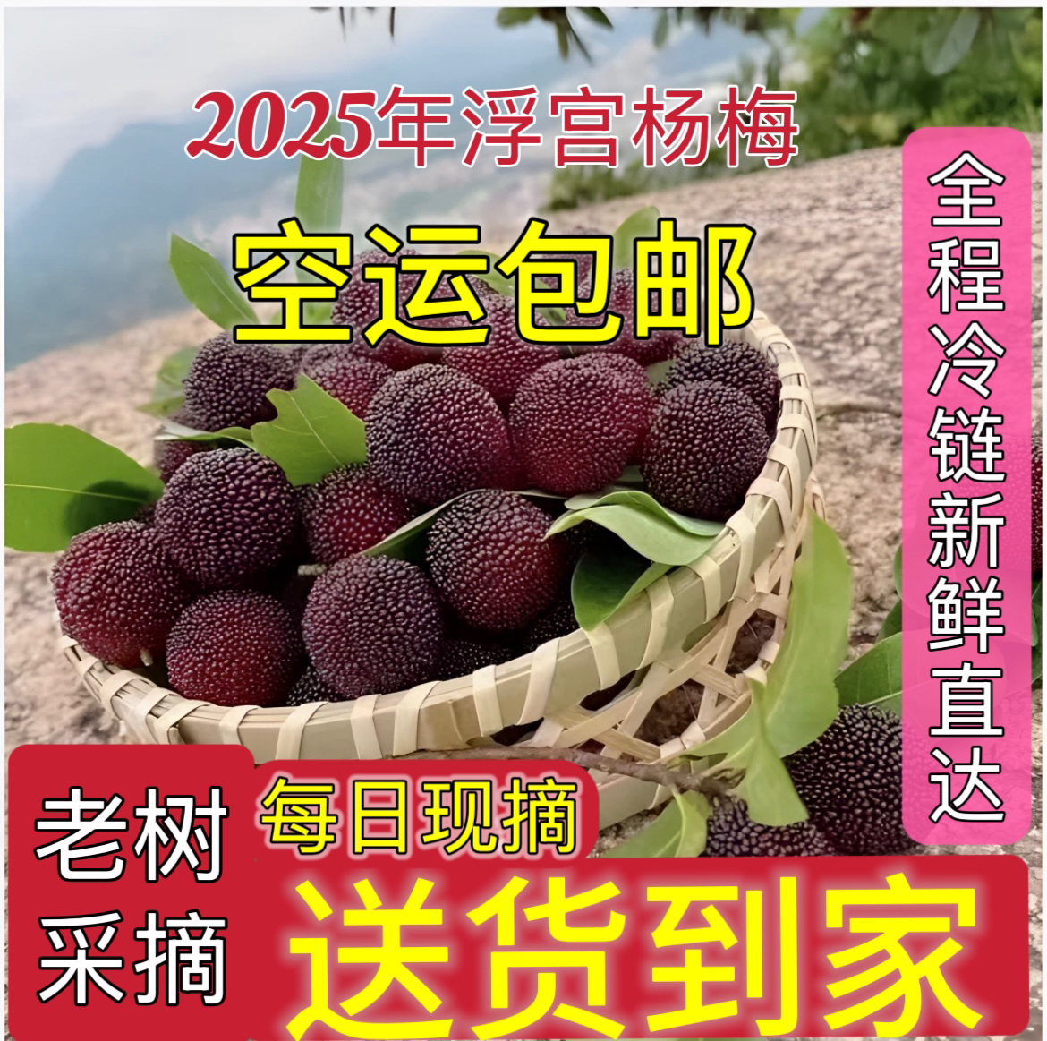 【空运冷链】福建龙海浮宫杨梅现摘现发产地直发新鲜孕妇水果