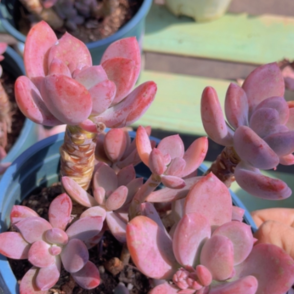 【闪购商品】灰姑娘17145