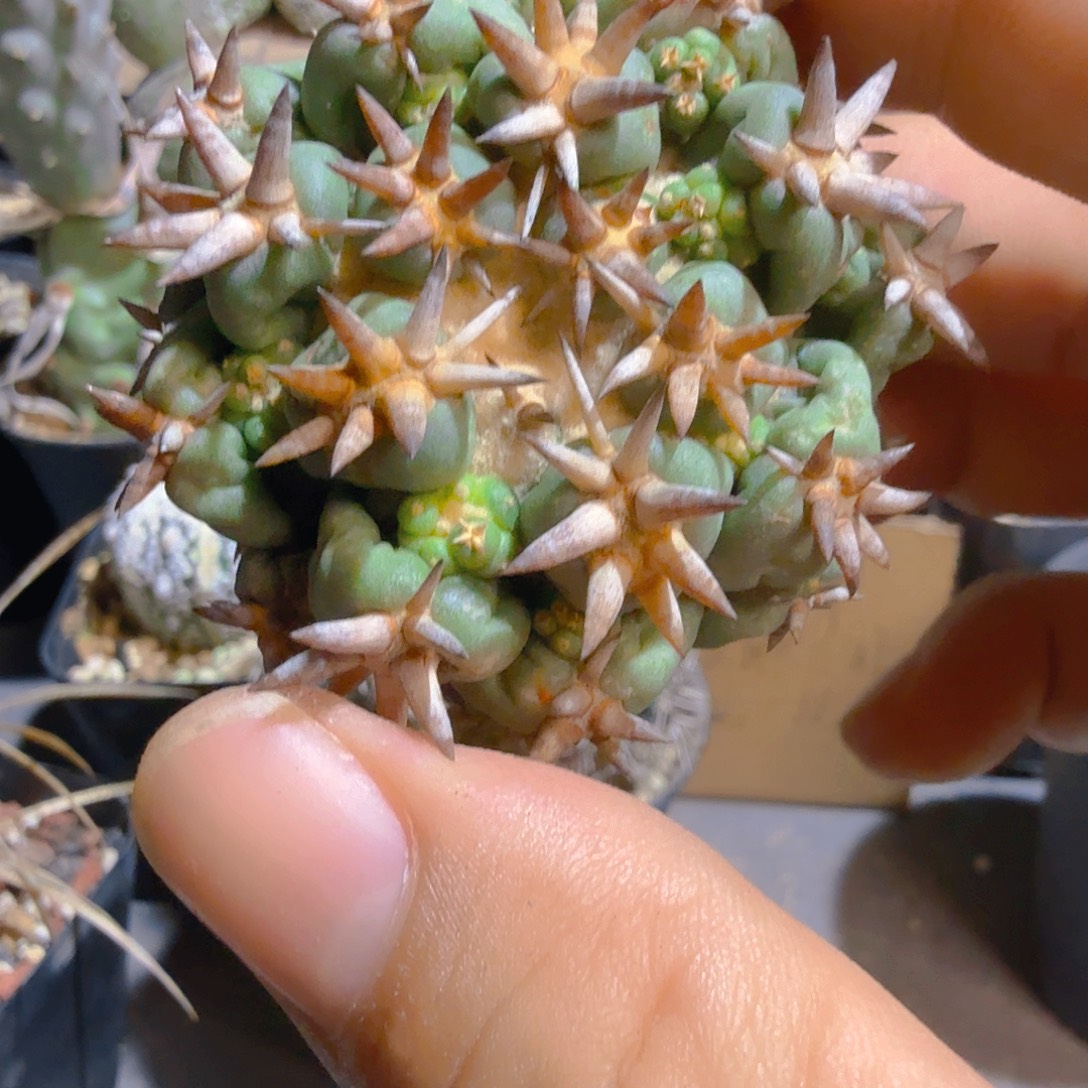 短豪刺獠牙多肉植物