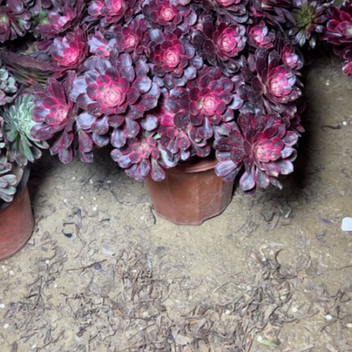 【闪购商品】多肉植物丽娜33