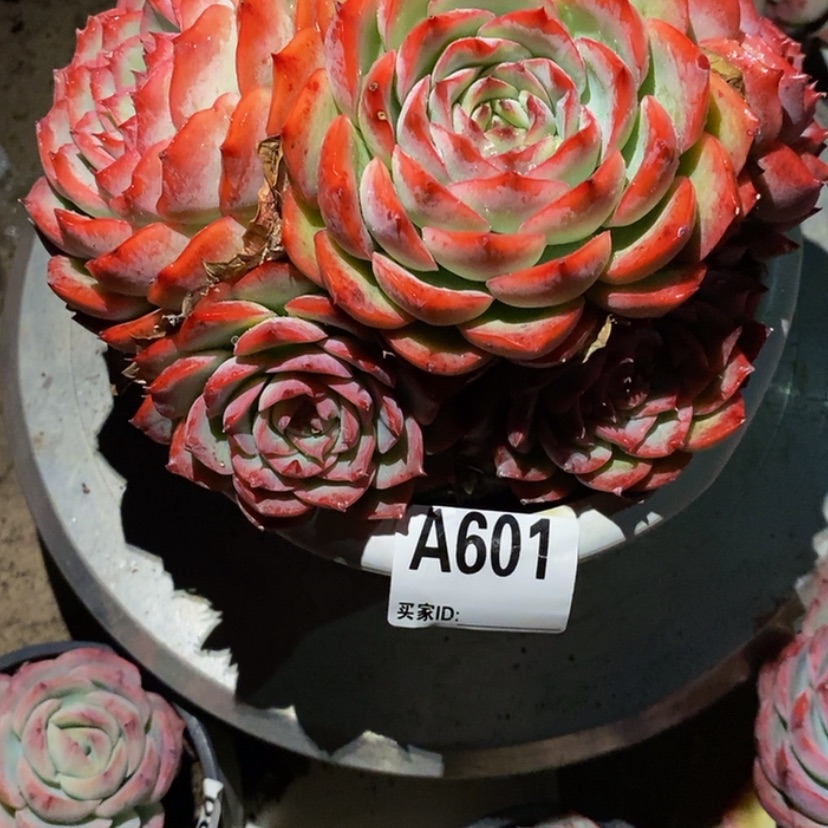 【闪购商品】执**?多肉植物