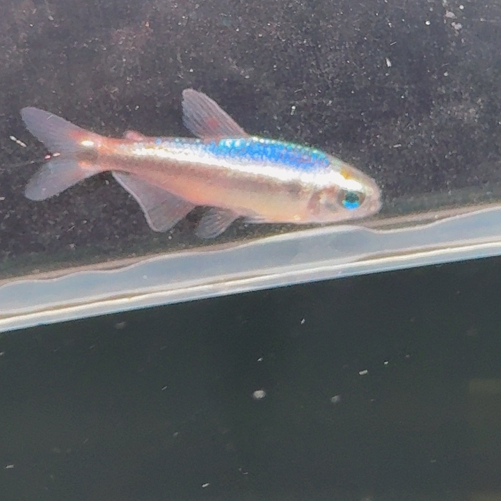 灯科鱼左下缸15号蓝魔2厘米一条