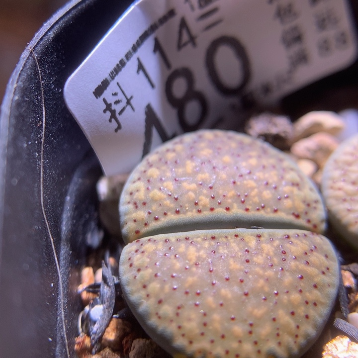 精品生石花114.480