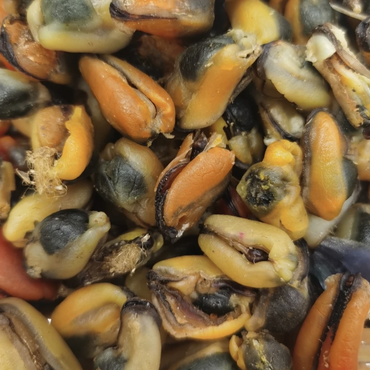 淡菜干足干新晒鲜香淡菜青口干煲汤鲜美可口海鲜