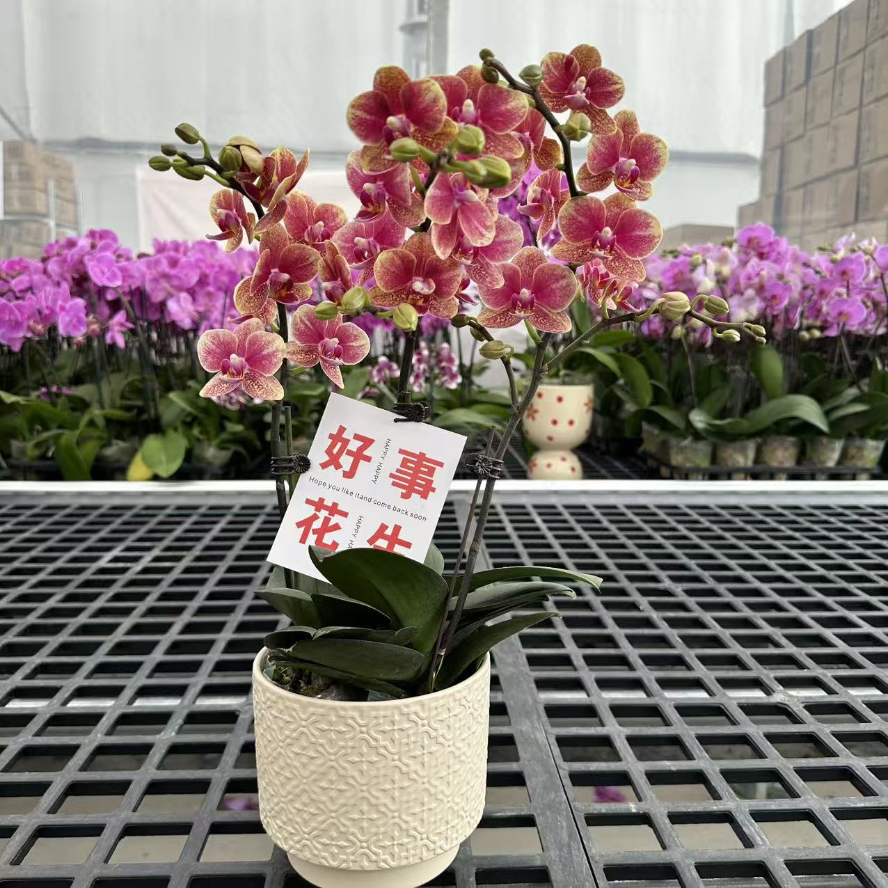 精选蝴蝶兰【金蝶】聚宝盆爆款年宵花 室内花卉绿植 基地直发