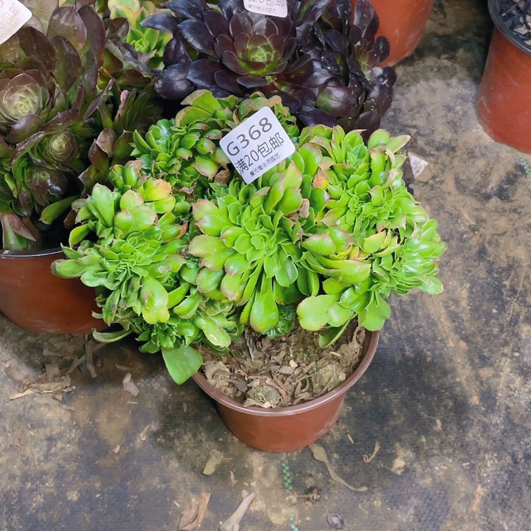 368小叶香炉盘缀化多肉