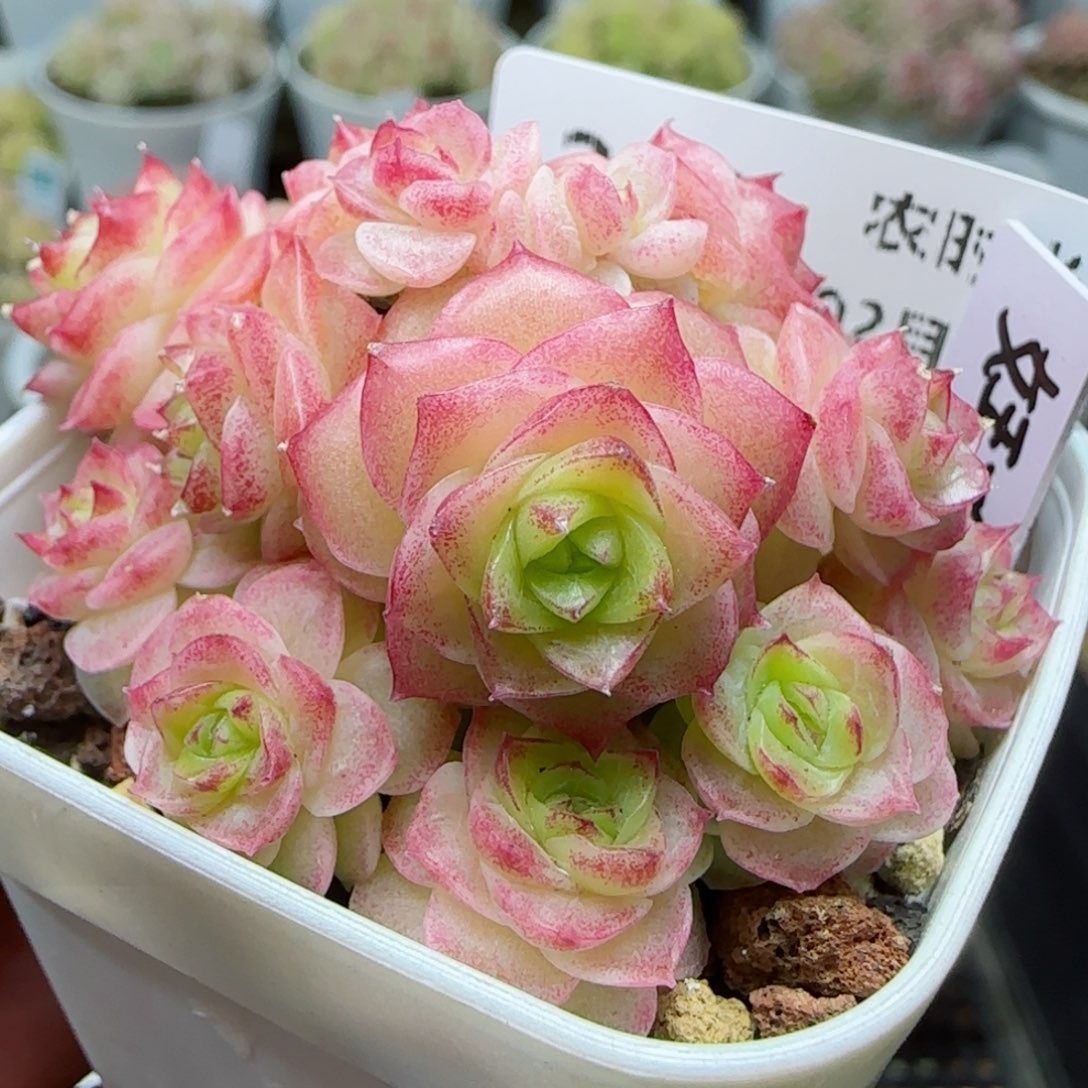 【闪购商品】0226-271（女王-66）