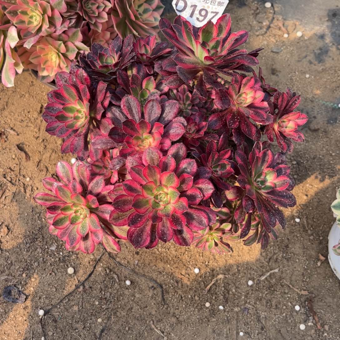 甜**Y197多肉植物香奈儿