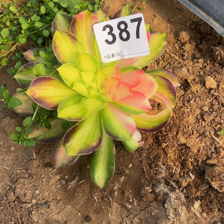 桃***姑韶华多肉植物387