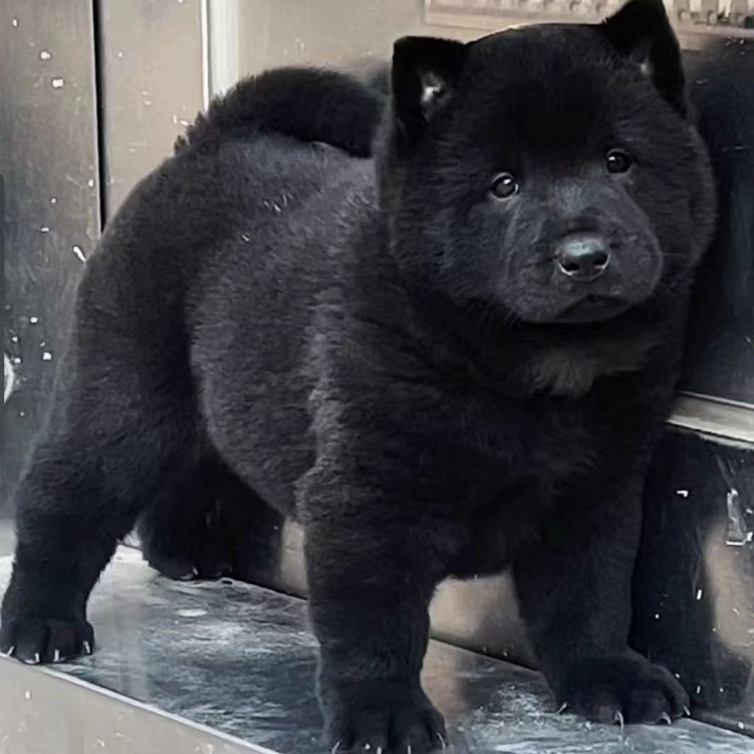 五黑犬中华田园犬宠物狗黑狗土猎犬