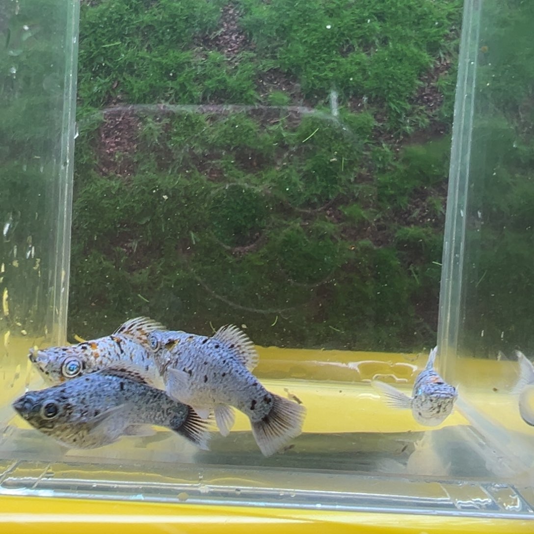 黑玛丽鱼奶牛鱼苗4条 