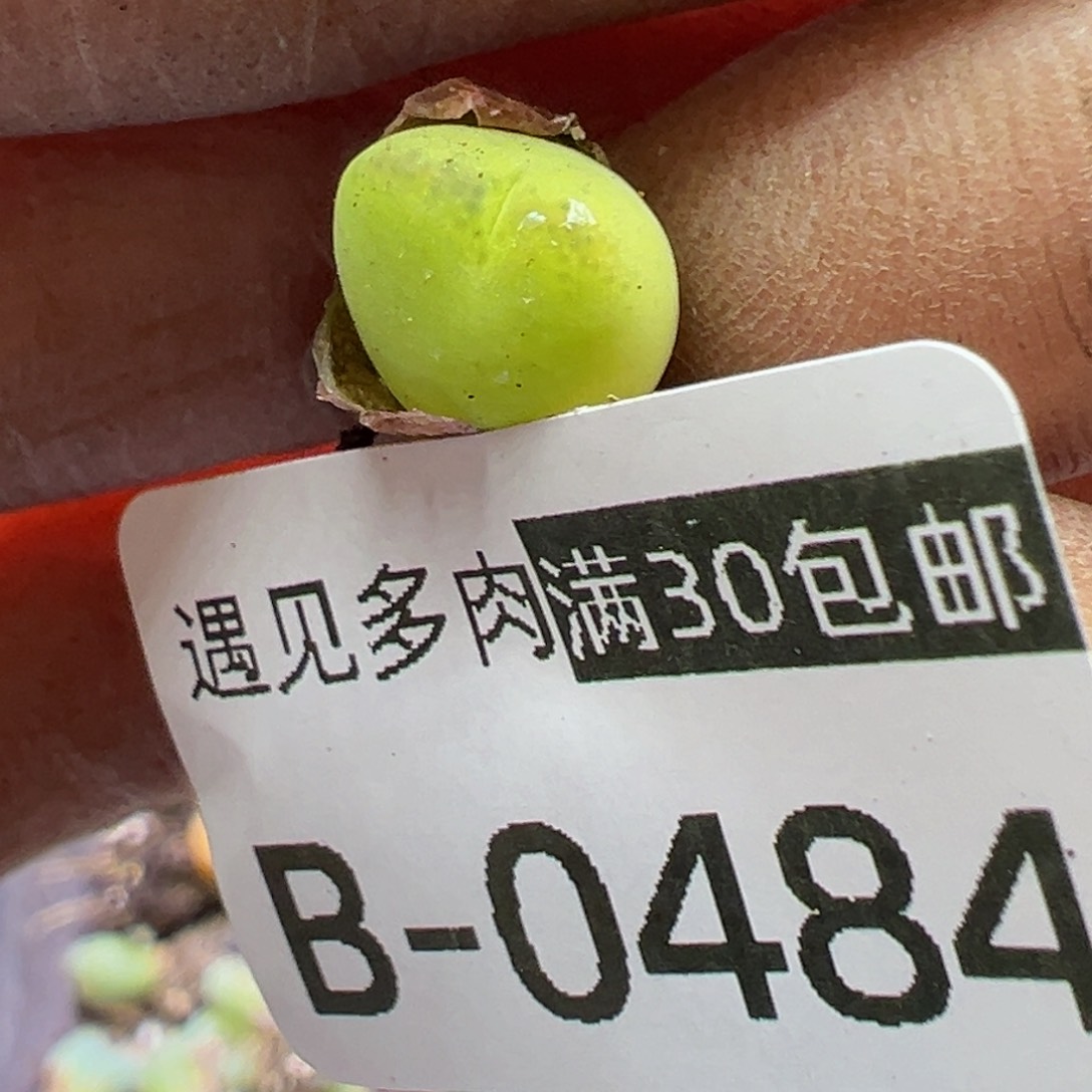 多肉植物1111111111111111