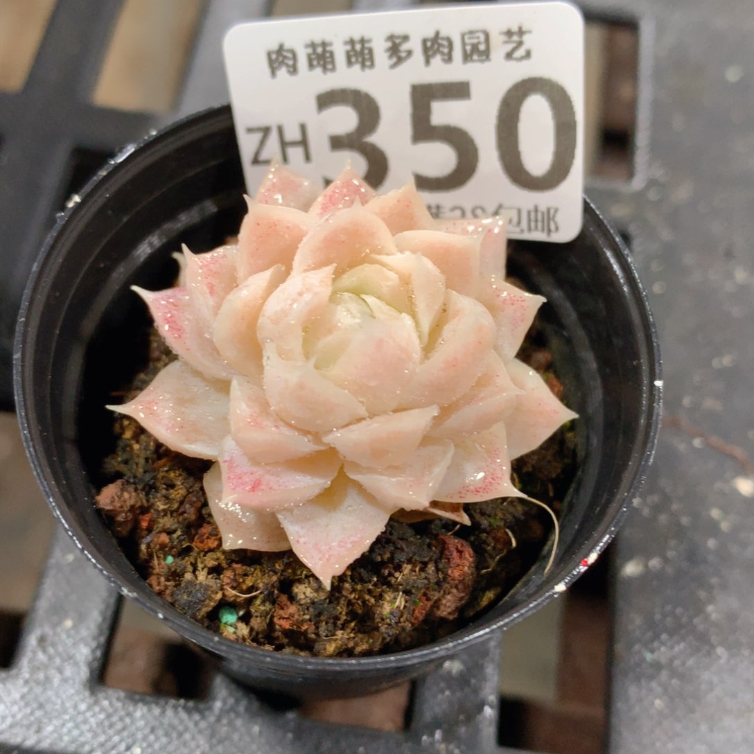 肉萌萌拇指盆精控多肉ZH350