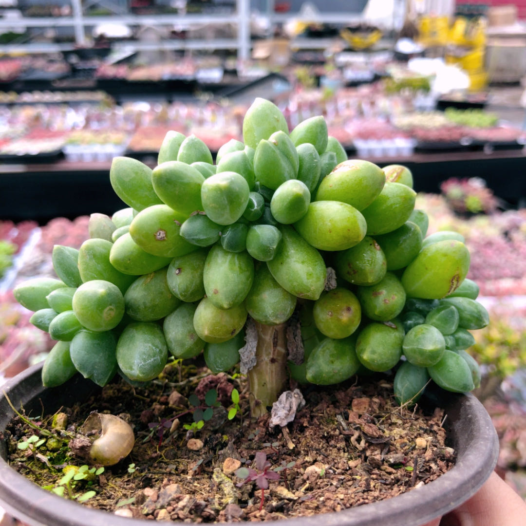 h千代田缀化多肉植物10厘米左右1颗 满十元包邮