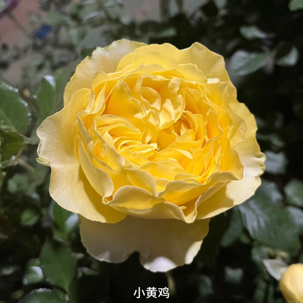 【小黄鸡】黄色大花勤花切花扦插盆栽月季！