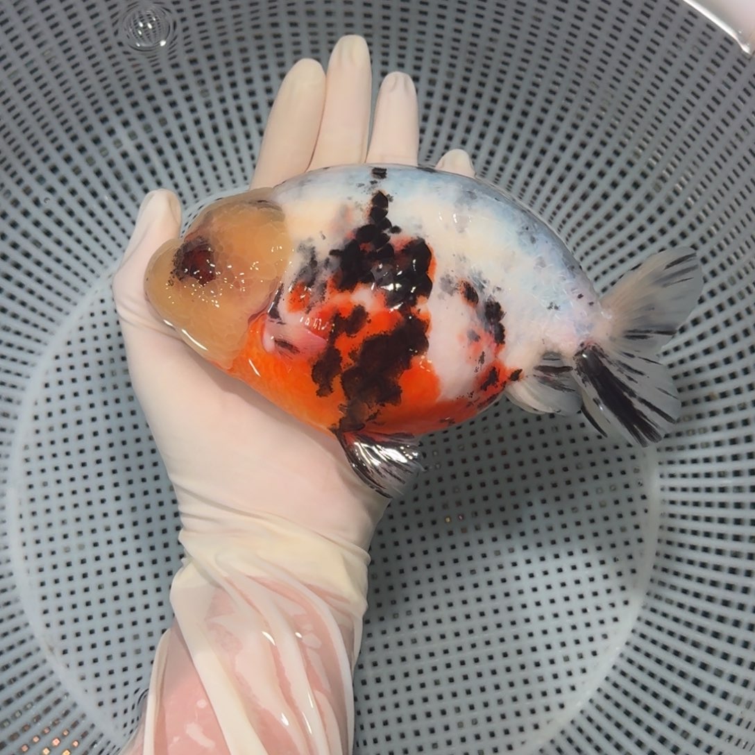 金鱼精品高货兰寿